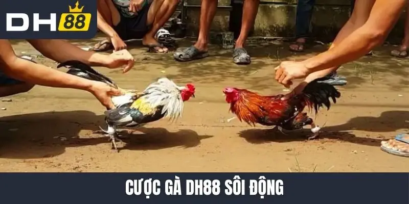 Cược gà DH88 sôi động