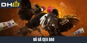 Đá gà cựa dao