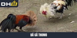 Đá gà Thomo