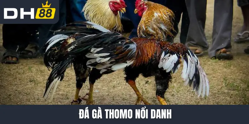 Đá gà Thomo nổi danh