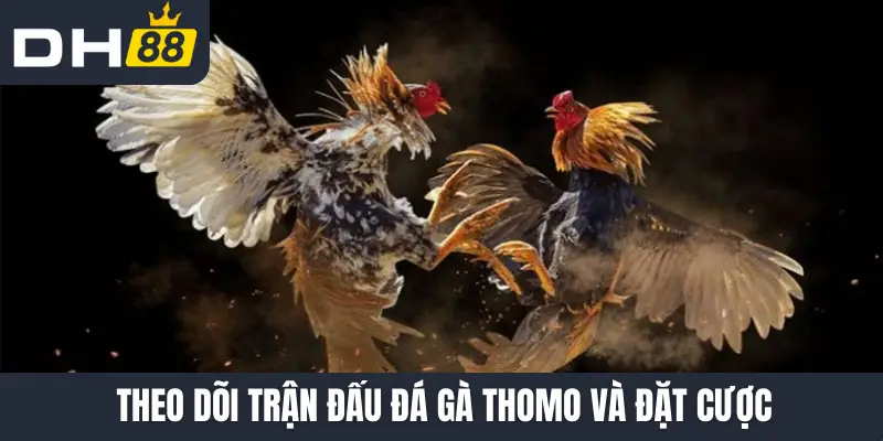 Theo dõi trận đấu đá gà Thomo và đặt cược